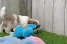 Small Teddy Bear Baby