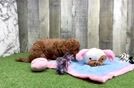Best Mini Goldendoodle Baby