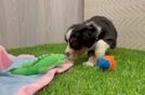 Best Mini Bernedoodle Baby
