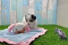 Yorkie Poo Pup Being Cute