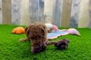 Meet Kai - our Poodle Puppy Video