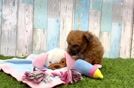 Poochon Pup Being Cute