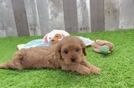 Happy Cavapoo Baby