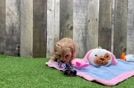 Maltipoo Puppy for Adoption