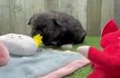 Shih Pom Puppy for Adoption