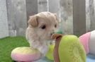 Smart Maltipoo Poodle Mix Pup