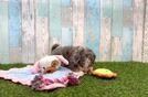 Adorable Mini Bernadoodle Poodle Mix Puppy