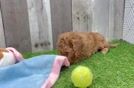 Cavapoo Puppy for Adoption