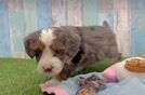 Energetic Mini Bernesedoodle Poodle Mix Puppy