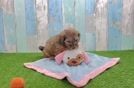 Shih Poo Puppy for Adoption