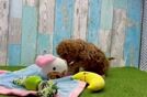 Cavapoo Puppy for Adoption