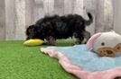 Meet Percy - our Cockapoo Puppy Video