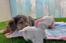 Best Yorkie Poo Baby
