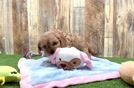 Cavapoo Puppy for Adoption