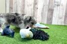 Smart Havapoo Poodle Mix Pup