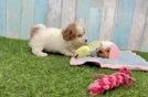 Playful Havadoodle Poodle Mix Puppy