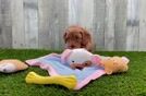 Energetic Cavoodle Poodle Mix Puppy