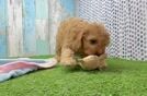 Adorable Cavalier King Charles Spaniel and Poodle Mix Poodle Mix Puppy