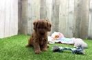 Meet Alera - our Cavapoo Puppy Video