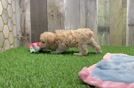 Best Maltipoo Baby