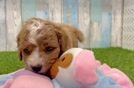 Cavapoo Puppy for Adoption