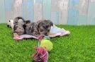 Yorkie Poo Puppy for Adoption