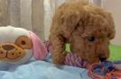 Mini Goldendoodle Puppy for Adoption