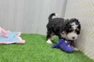 Sweet Mini Bernedoodle Baby