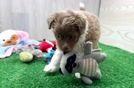 Smart Mini Aussiedoodle Poodle Mix Pup