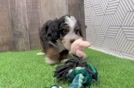 Meet Benson - our Mini Bernedoodle Puppy Video