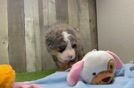 Mini Bernedoodle Puppy for Adoption