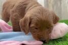 Best Mini Goldendoodle Baby
