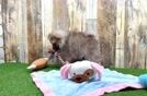 Adorable Pom Dog Purebred Puppy