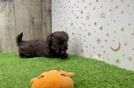 Havapoo Pup Being Cute