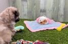 Petite Aussiechon Designer Pup