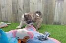 Friendly Havanese Baby