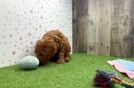 Meet Holly - our Mini Goldendoodle Puppy Video