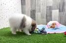 Meet Giorgio - our Pomeranian Puppy Video