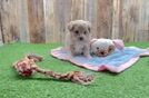 Adorable Maltidoodle Poodle Mix Puppy