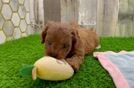 Energetic Cavoodle Poodle Mix Puppy