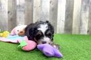 Mini Bernedoodle Puppy for Adoption
