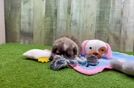 Shih Pom Puppy for Adoption