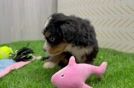 Energetic Bernese Doodle Poodle Mix Puppy