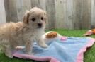 Funny Maltipoo Poodle Mix Pup