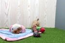 Meet Hamilton - our Maltipoo Puppy Video