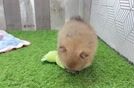 Best Pomeranian Baby