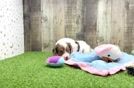 Meet Cooper - our Cavapoo Puppy Video