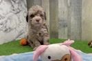 Mini Labradoodle Puppy for Adoption