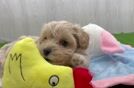 Maltipoo Puppy for Adoption