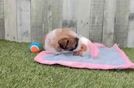 Teddy Bear Pup Being Cute